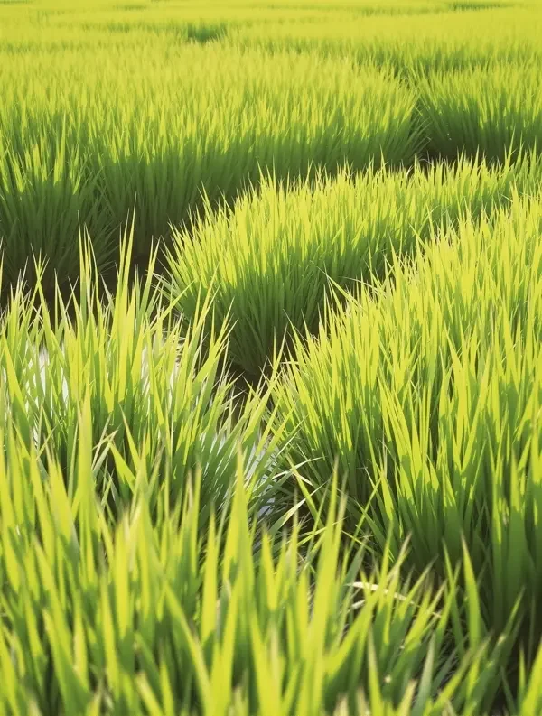 风吹过稻田 - 55影视 风吹过稻田封面